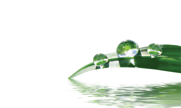 3 drops of water on a single green leaf that’s hanging just above water