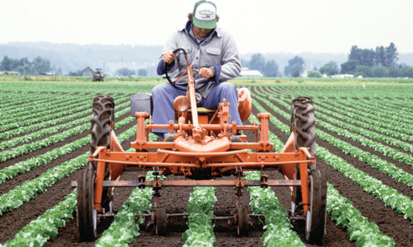 Farmer riding his old tractor through his field of green crops