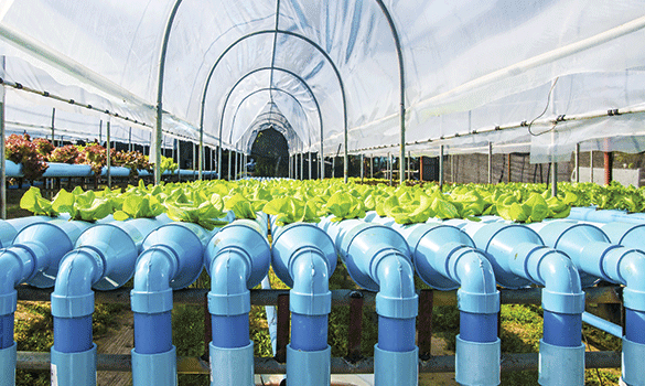 Green plants growing from blue pipes inside of a greenhouse