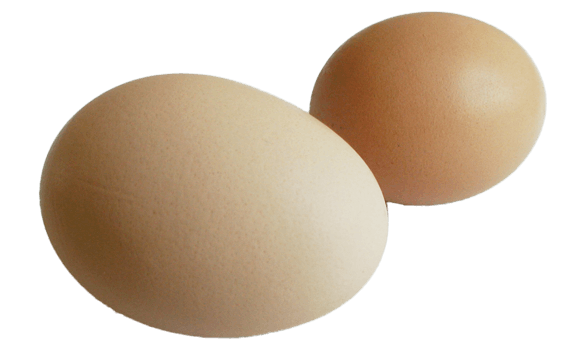 Two eggs laying next to each other