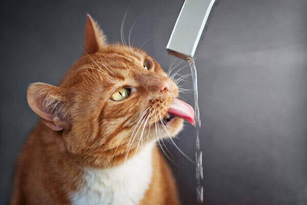 A cat drink water from a sink