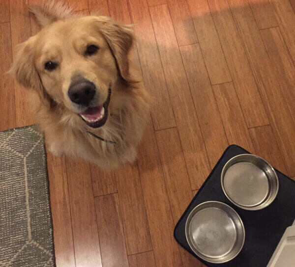 A golden retriever staring at the camera with an empty food and water bowl