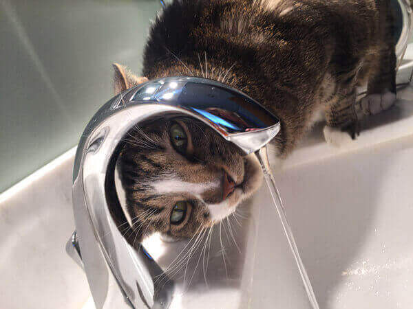 A cat drinking water from a faucet