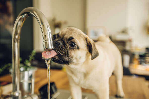 A pug drinking water from a kitchen sink