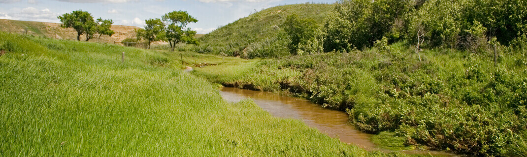 Trees, river, grass.