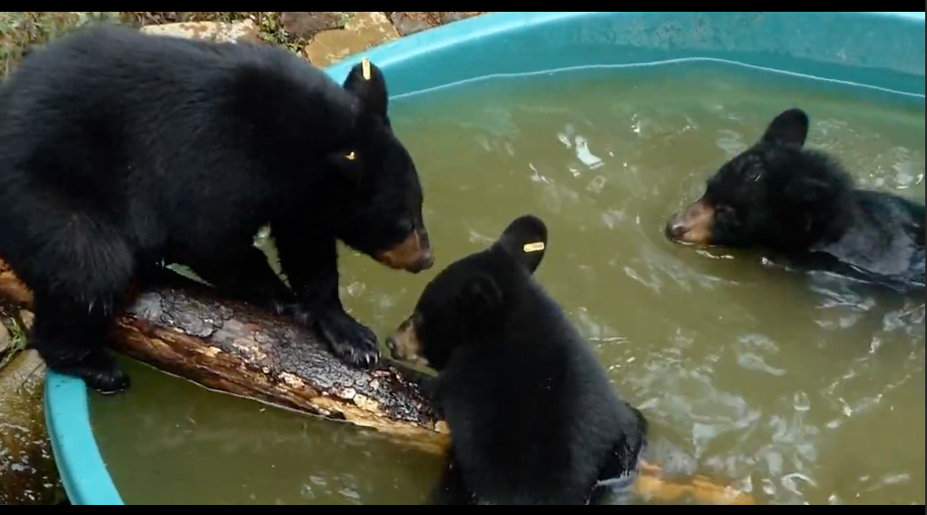 Three bears playing in a blue kiddie pool with a wooden log.